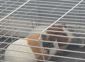 2 gorgeous boy piggies