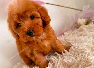 Beautiful Puppies Looking for Loving Homes