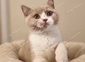 British Shorthair Blue Tortie & Fawn Bicolour Females Available