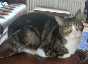 Lost brown & white tabby