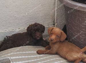 Toy jackapoo pups for sale