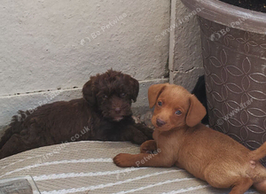 Toy jackapoo pups for sale