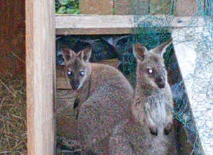 Wallabies 1 years old m/f pair