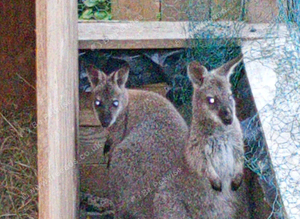 Wallabies 1 years old m/f pair
