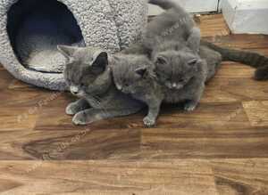 British short hair kittens