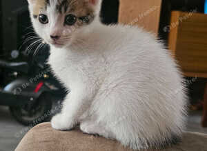 2 little ladies for sale