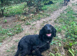 Cocker spaniel