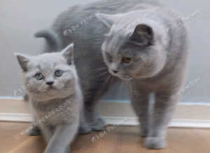 Gorgeous British Shorthair Kittens