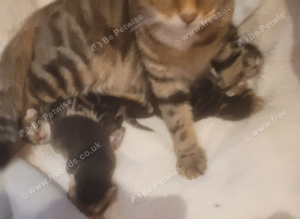 Stunning unique kittens