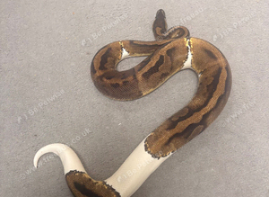 Royal python female