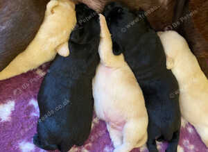 Labrador puppies ready now