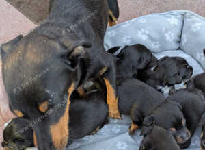 Jack Russel puppies