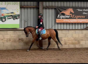 ** Beautiful show pony **