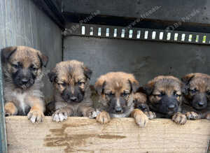 Shollie puppies for sale