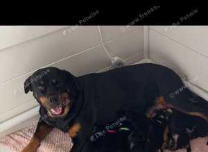 Rottweiler puppies