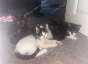 7 beautiful kittens