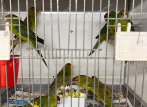Kakarikis