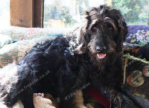 F2 Labradoodles puppies. 2 boys remaining price reduced