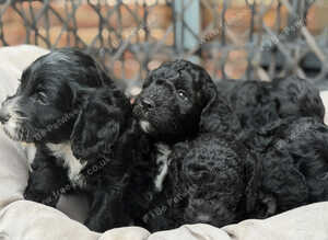 Cockapoo Boys