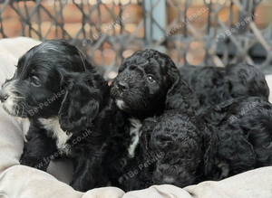 Cockapoo Boys