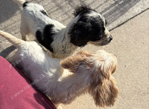 Cocker spaniel pups