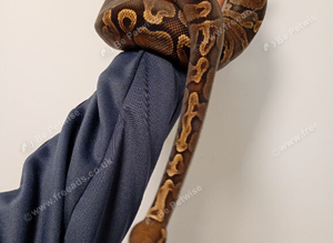 GHI royal python (paradox)