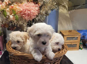 F1b maltipoo puppies