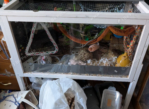 1 male mouse and full setup