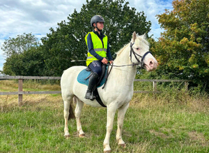 Benny 5yo Allrounder Gelding