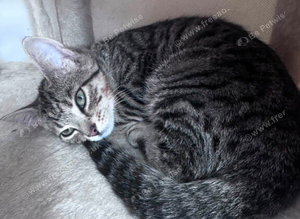 2 bonded kittens