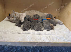 Amazing British shorthair Blue kittens