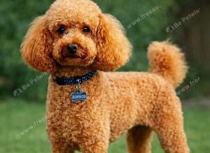 Well-proven stud toy poodle, KC reg and DNA tested