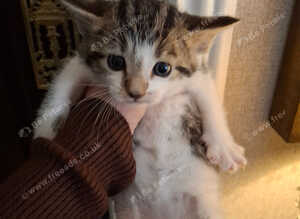 4 little kittens for sale