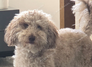 Cockapoo stud