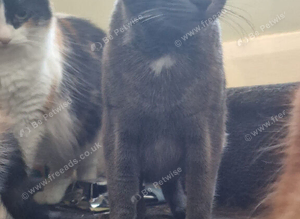 Kittens ready now