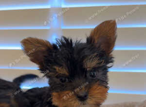One girl available  bear Yorkshire terrier puppy&rsquo;s