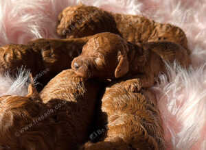 Solid red poodles