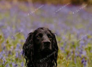 cocker stud dog