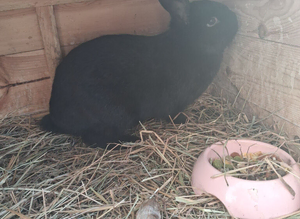 Rabbit n hut