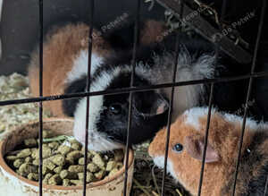 Pair of baby teddy's
