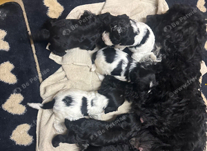 5 adorable cockapoo puppies