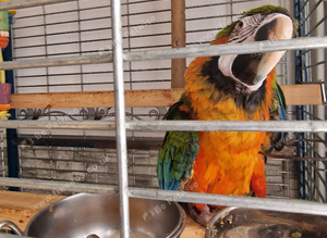 Harlequin  macaw