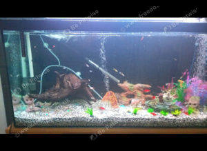Guppies