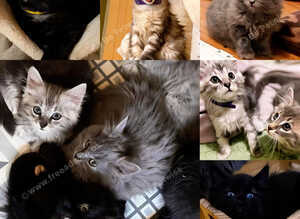 Persian cross very long haired babies looking for forever home, ready now ️️