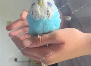 Exhibition budgies x8