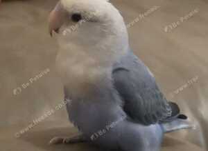 Tamed Peachfaced female lovebird and big cage