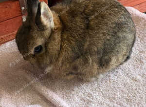 Netherland dwarf doe