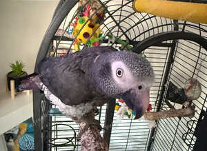 Timneh African grey 6 years old