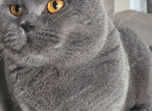 Neutered Blue Boy