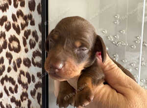 Miniature dashound puppies